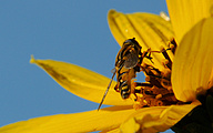 Sun Fly (Helophilus pendulus)